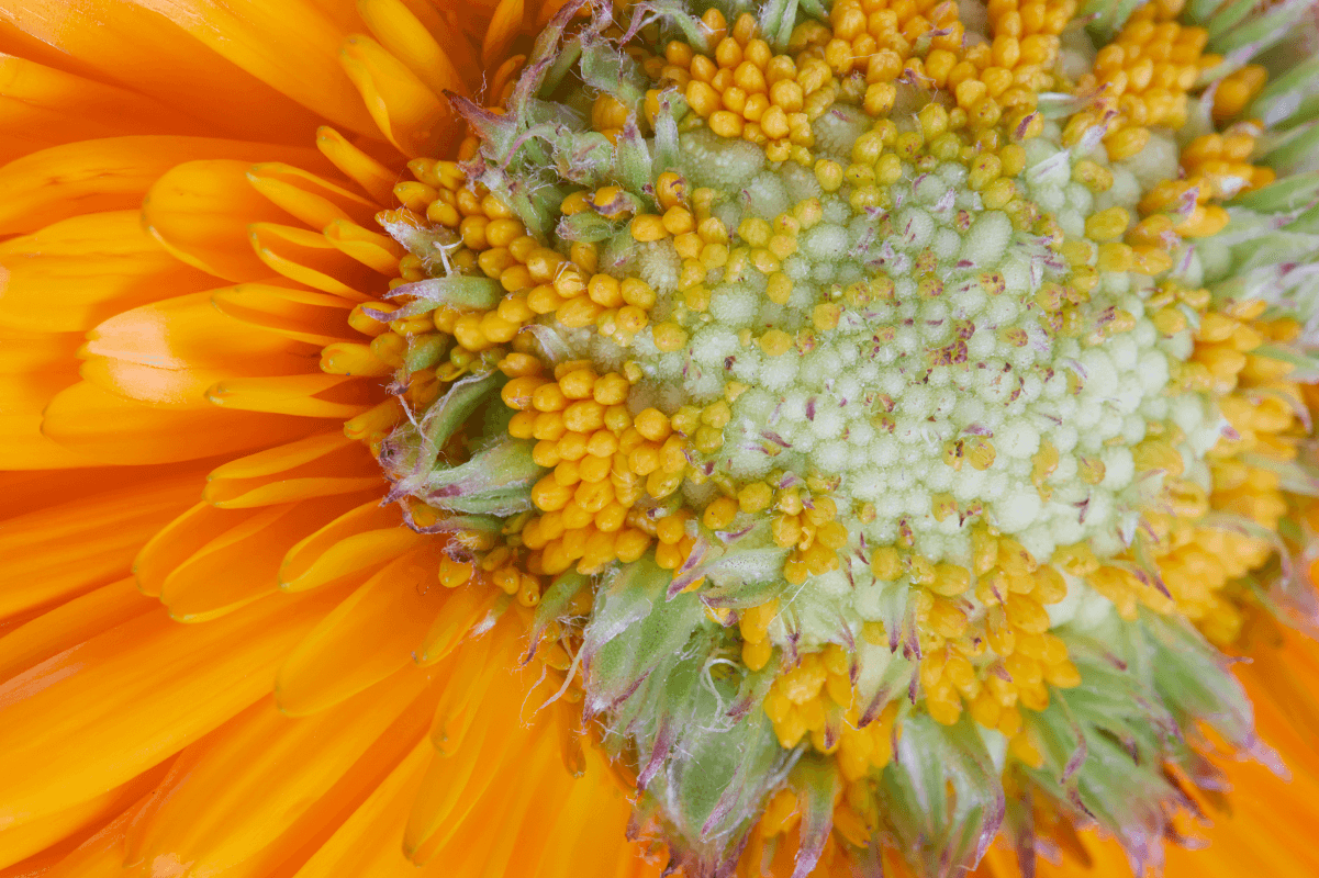 Best Skin Care Routine Products from JK7®: Natural, Non-Toxic Solutions