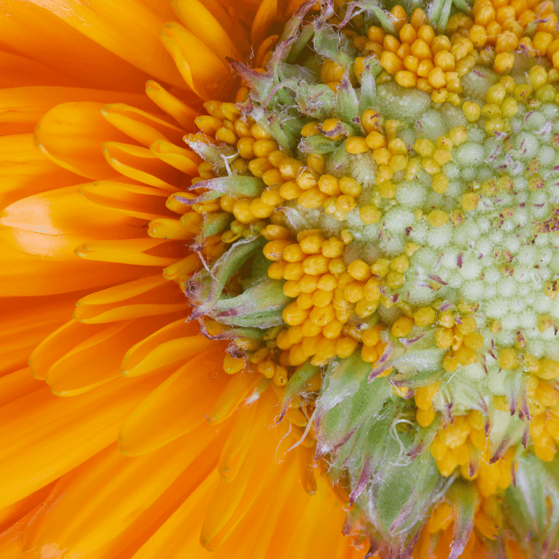 close up picture of orange flower