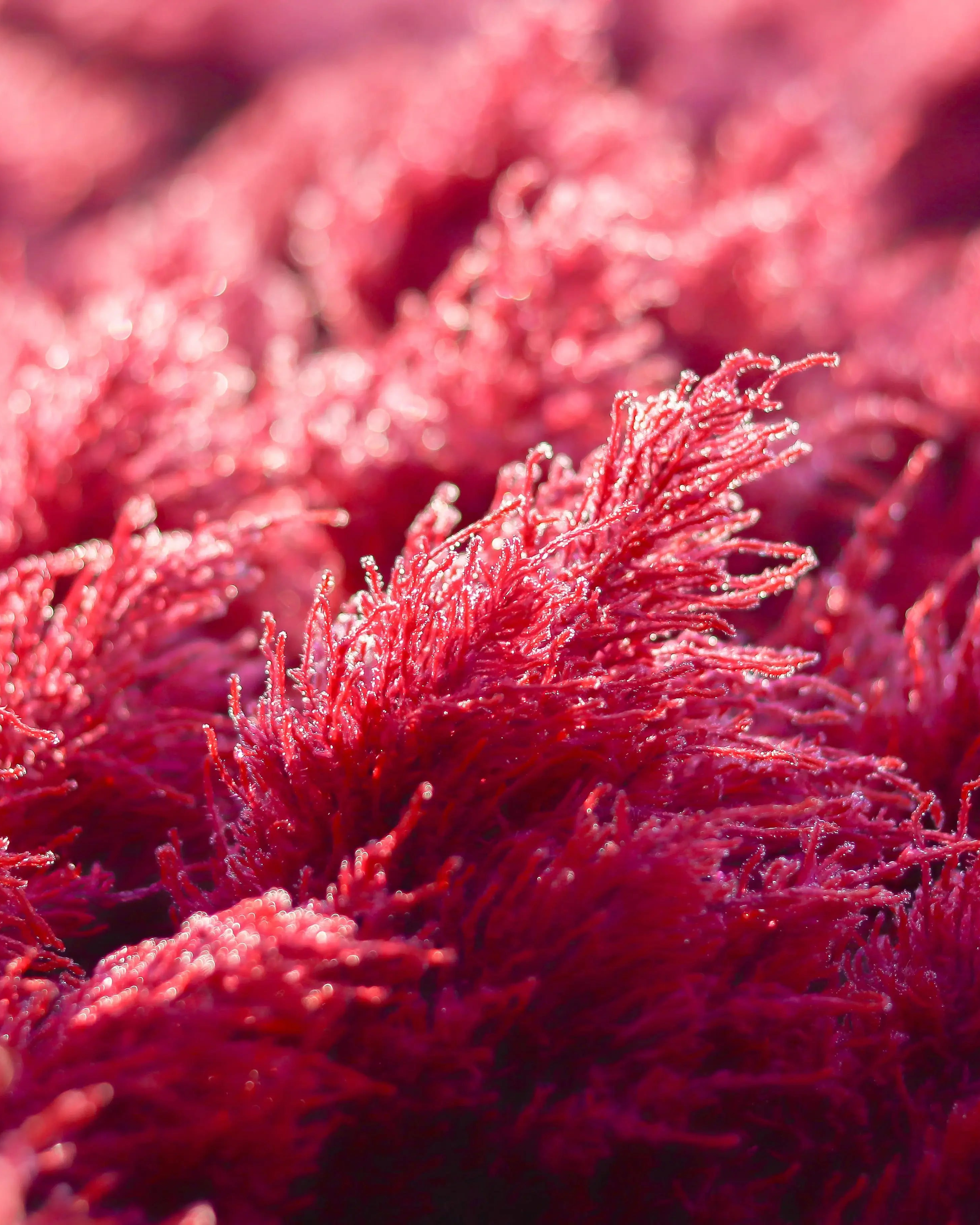 Close-up of red algae with a blurred background