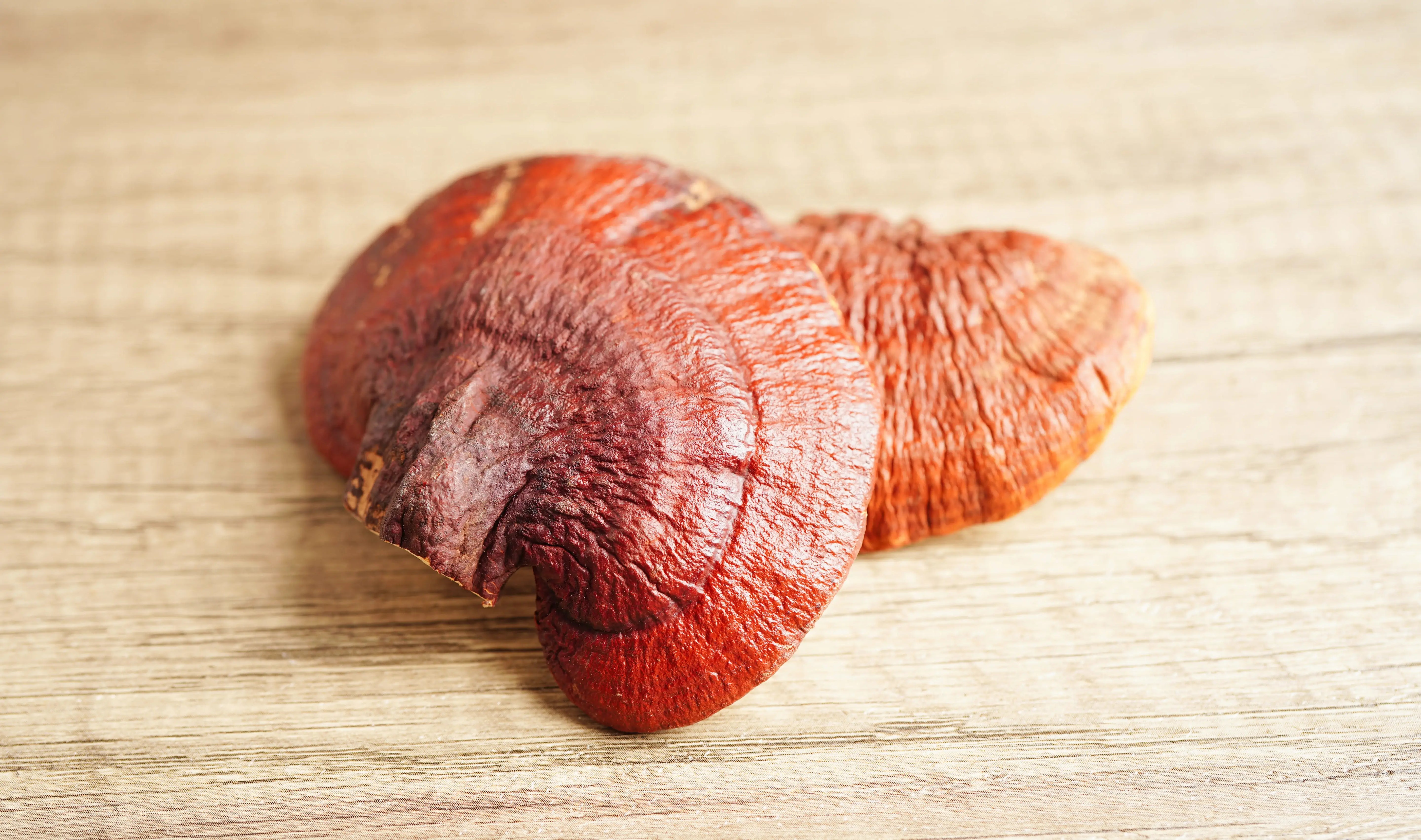 Two reishi mushrooms on a wooden surface