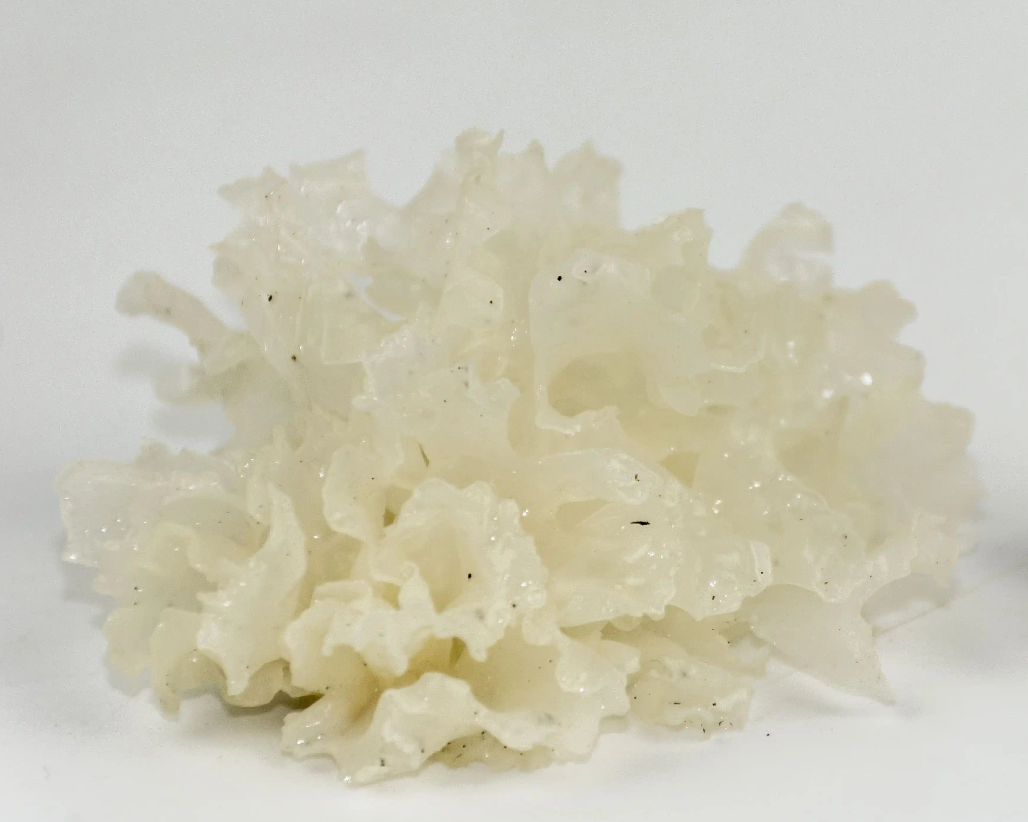 Silver ear mushroom on a white background