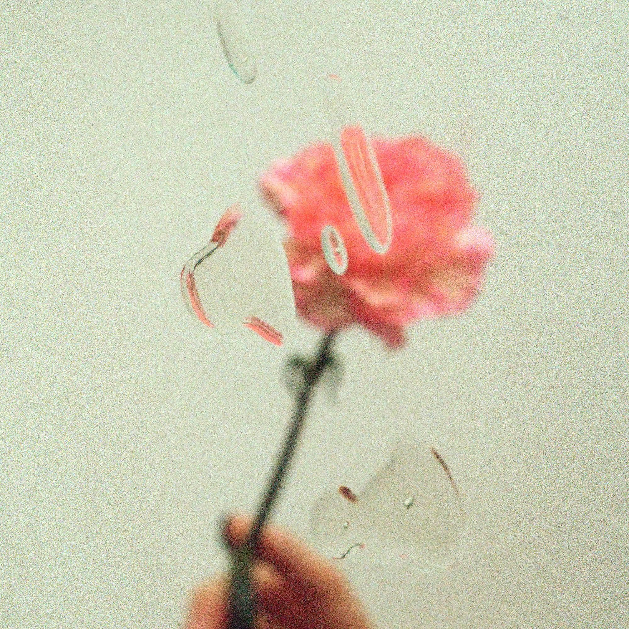 Soft-focus flower behind glass, symbolizing delicate skin and the importance of gentle skin care routines.