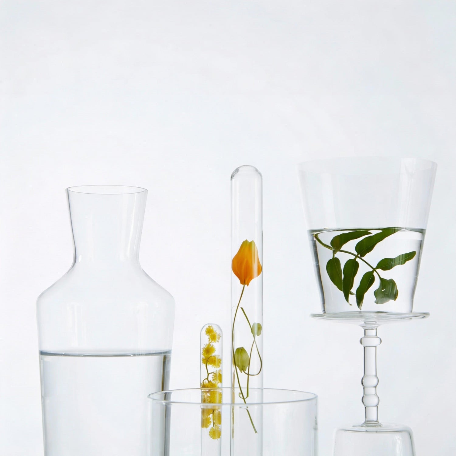 Abstract botanical elements displayed in glass vessels, symbolizing science-backed natural skin care ingredients.