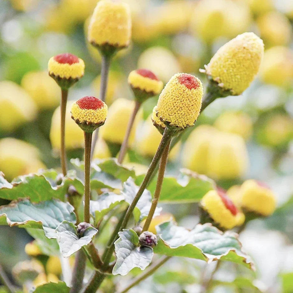 Spilanthes (Acmella oleracea) plant with yellow flower buds, known for its natural firming and anti-aging properties in skin care.