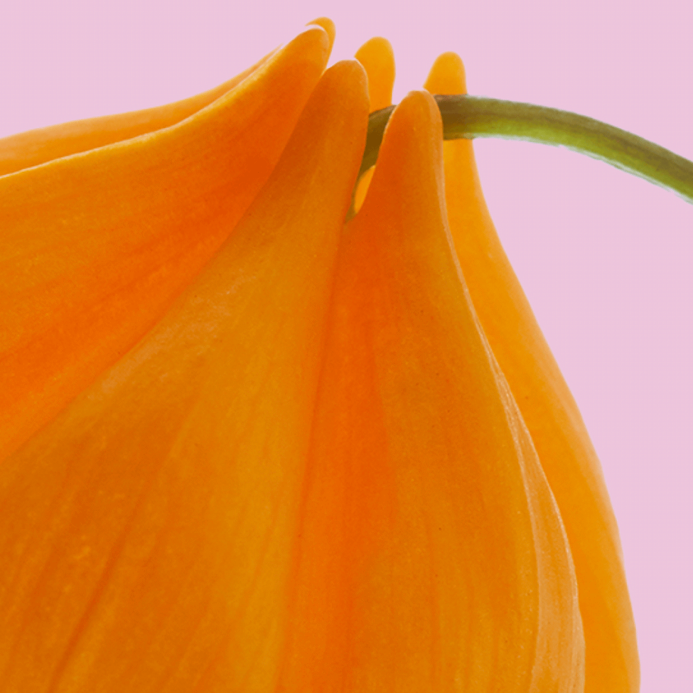Macro close-up of bright orange flower petals with a slender green stem against a soft pink background.
