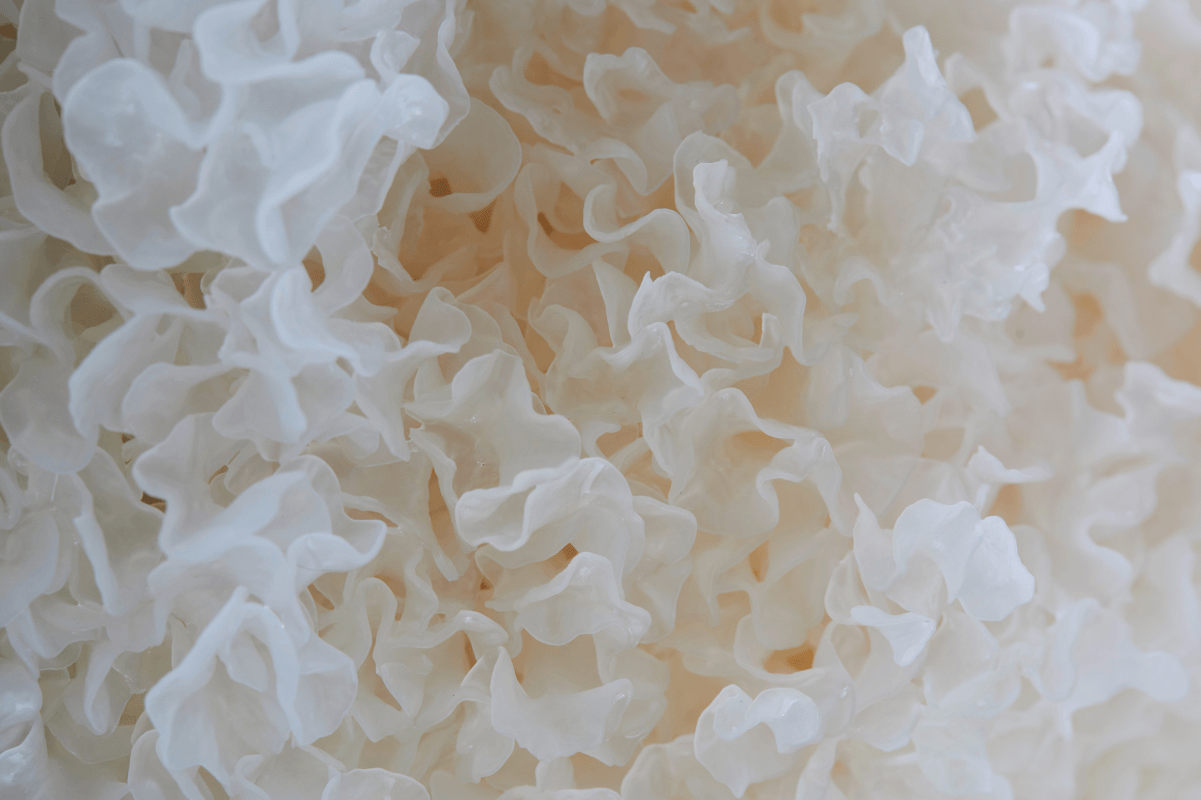 silver ear mushroom as skincare ingredients