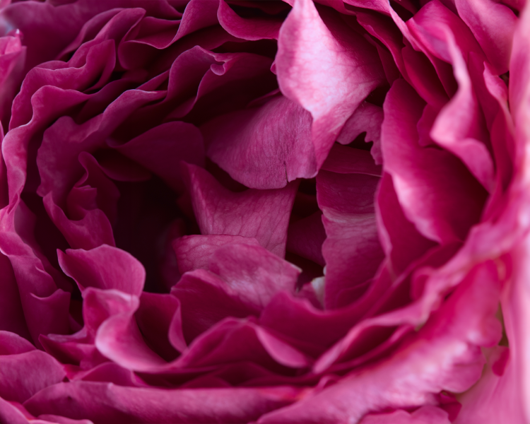 A close-up of layered magenta and deep pink flower petals filling the frame.