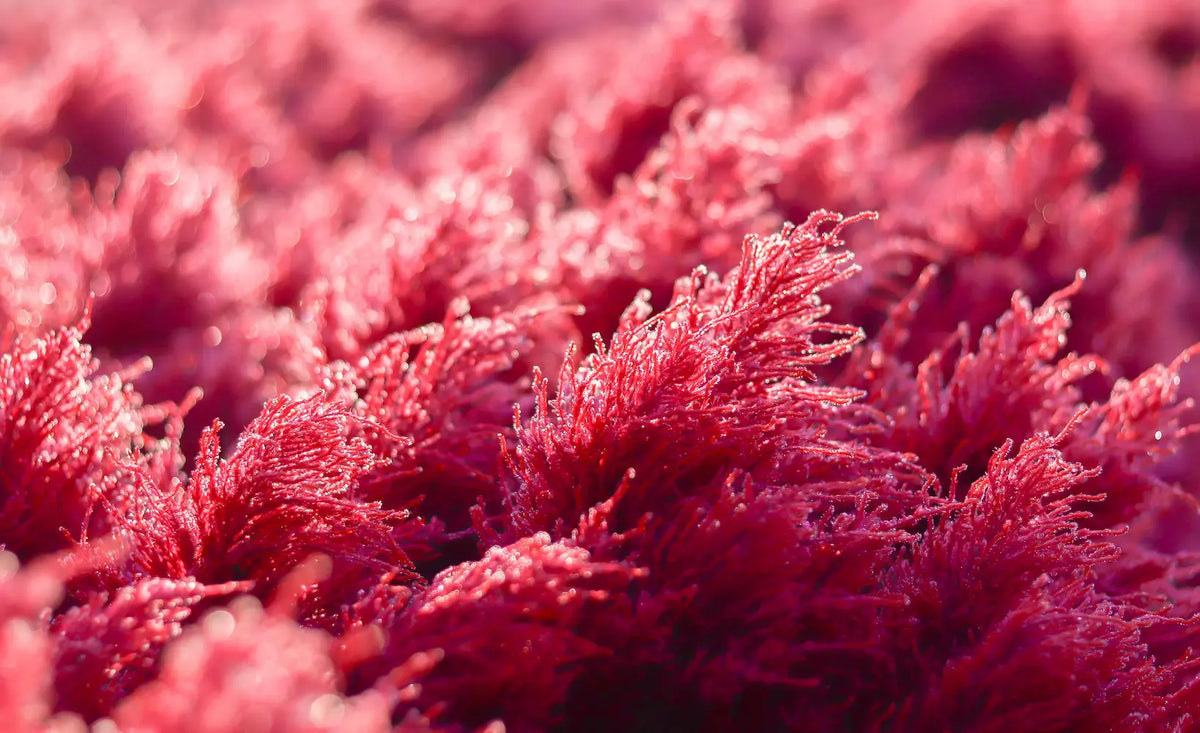 Close-up of red marine algae with a blurred background